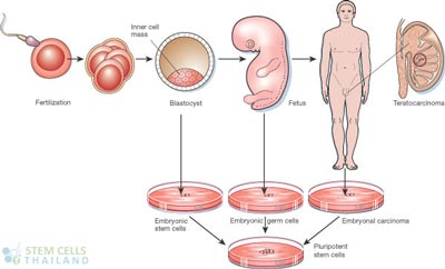 embryonic-germ-cells