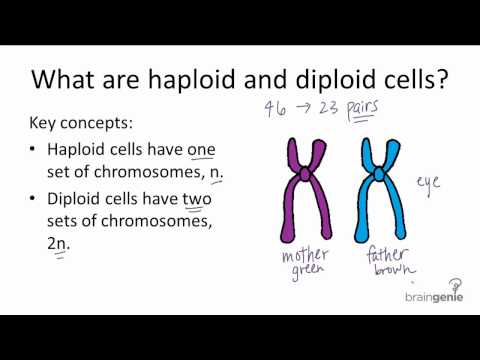 Haploid Cell Function and Formation in Humans