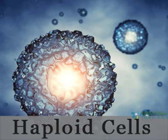 haploid-cells