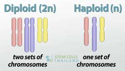 haploid-vs-diploid-meiosis