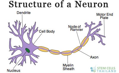 Neuron Synaptic Connections The Function Of Neurotransmitters Regeneration Center