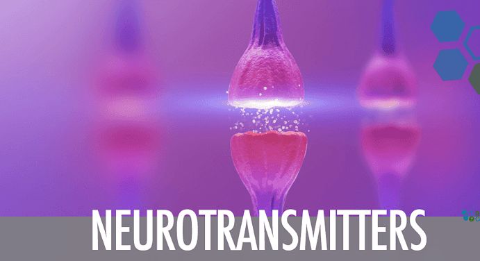 Neuron Synaptic Connections & The Function of Neurotransmitters