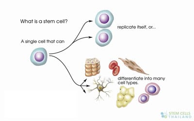 undifferentiatied-stem-cells