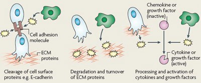 homing-cells