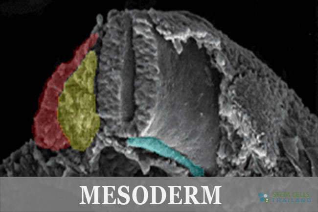 Mesoderm Development Extraembryonic Intraembryonic