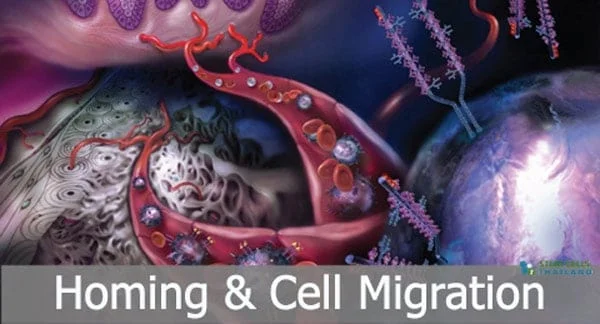 migrating-cell-homing