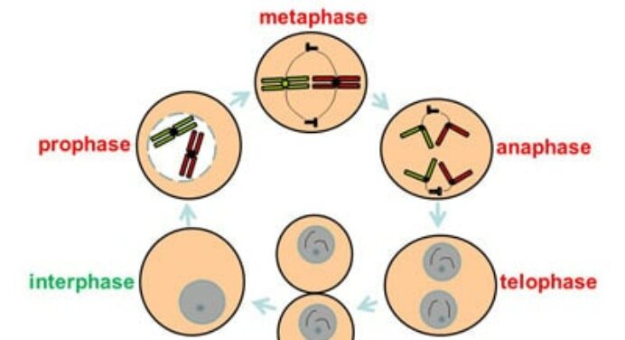 Daughter Cell from Mitosis Chromosomes