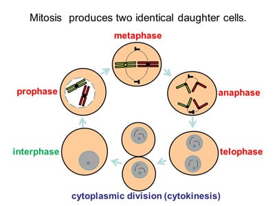 Daughter Cells