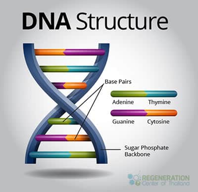 dna-structrue