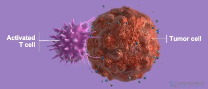 nk cell treatment cancer immunotherapy