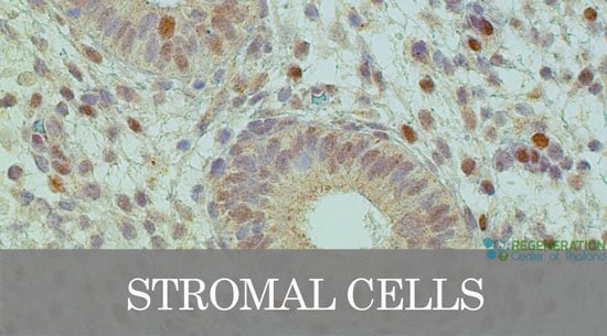 stromal-stem-cells