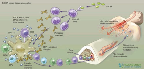 Granulocyte Colony-Stimulating Factor G-CSF Stimulation