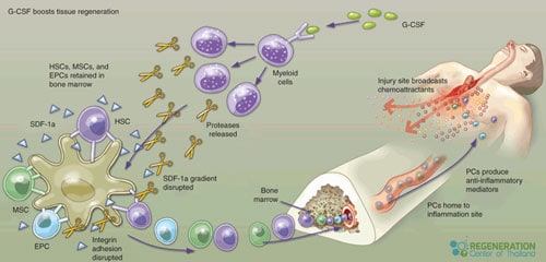 Granulocyte-Colony-Stimulating-Factor-G-CSF-Stimulation
