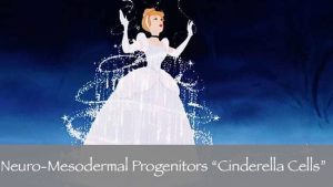 Neuro-Mesodermal-progenitors-Cells-cinderella-NMP (1)