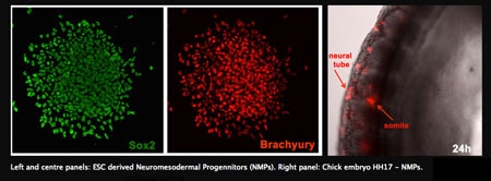 Neuro-Mesodermal-progenitors-Cinderella-Cells