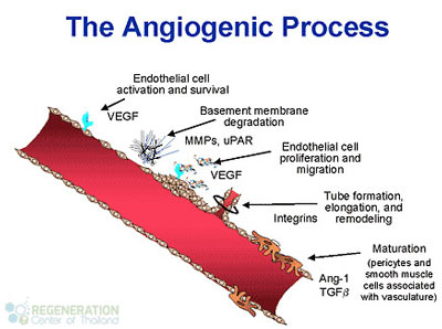 Cell-Therapy-for-Erectile-Dysfunction