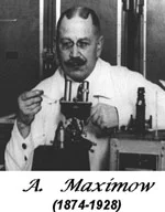 Alexander-A.-Maximow博士