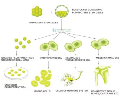 干细胞概述谱系