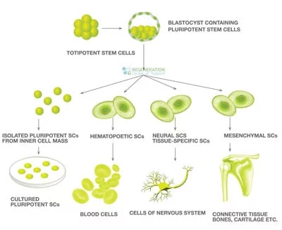 The Basics About Stem Cell Treatments & Stem Cell Facts