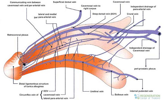 Isolated Stem Cells for Treating Erectile Dysfunction ED