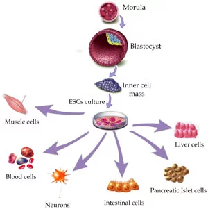 Stem cell therapy for your health: 4 things you need to know