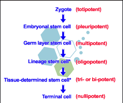 differentiation-Oligopotent-stem-cells