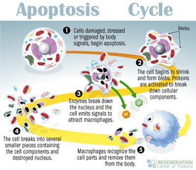 apoptosis-cycle