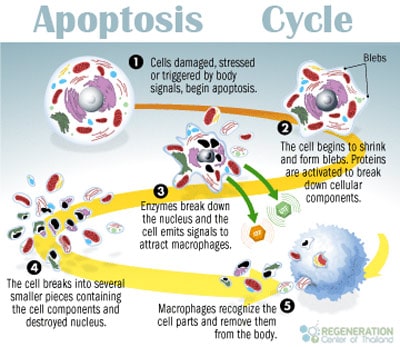 The timeline of the progress of cell death research. PCD