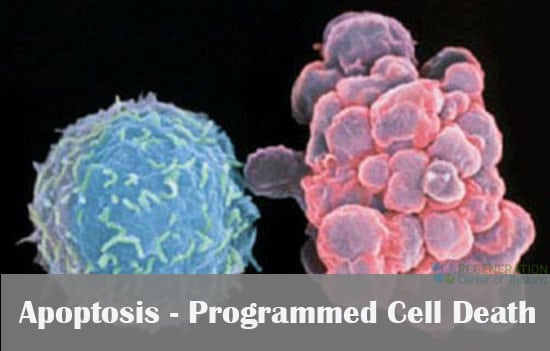 apoptosis-programmed-cell-death