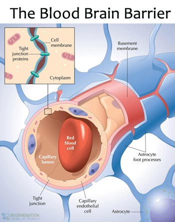 endothelium of capillaries