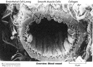 endothelial-cell-lining-blood-vessels