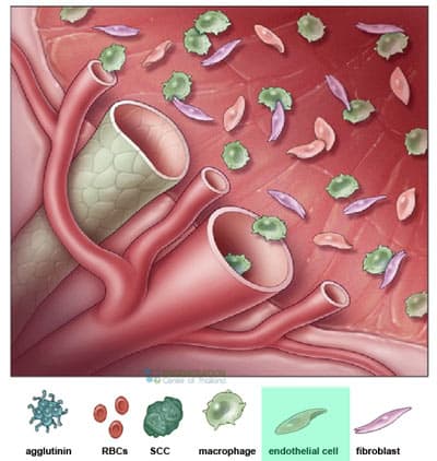 endothelial-cells-comparison