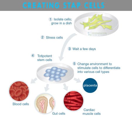 STAP cells are derived from ES cells