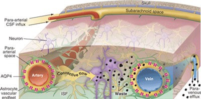 neural-lymphatic-system