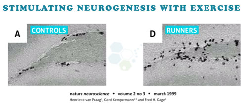 controlling-neurogenesis