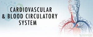 Cardiovascular and Blood Circulatory System
