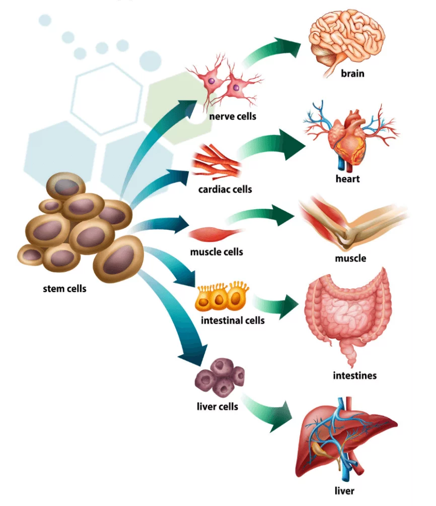 The Basics About Stem Cell Treatments & Stem Cell Facts