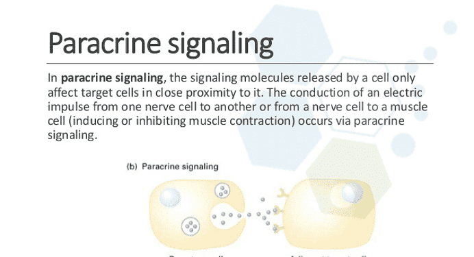 Auto Paracrine Signaling Mechanism & Stem Cell Communication