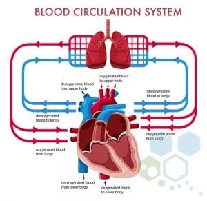 Cardiac Stem Cell Therapy for Congestive Heart Failure [CHF]