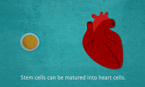 heart-stem-cells