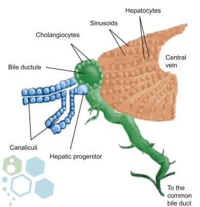 liver-stemcells