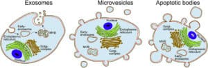 exosomes therapy