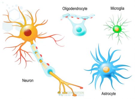 types-of-neurons-neural-stemcell-treatment