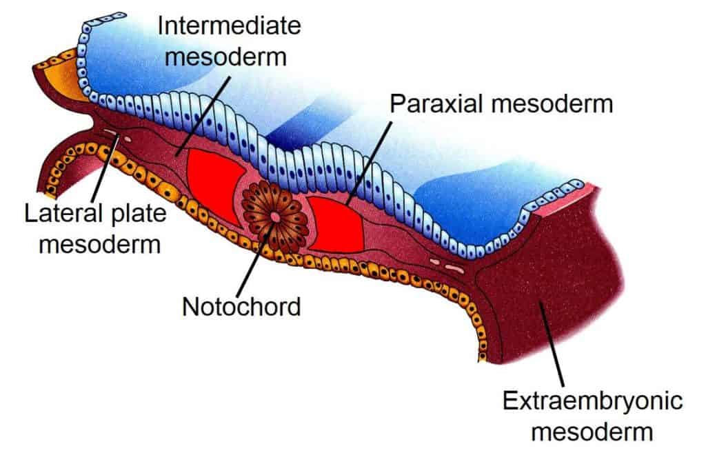 Mesoderm Development Extraembryonic Intraembryonic