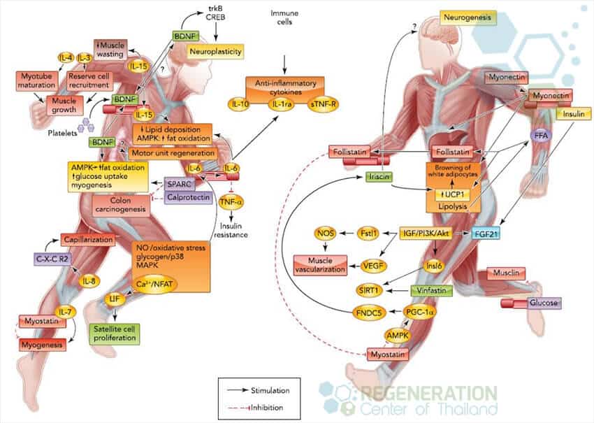 Boosting Your Metabolism and Stem Cell Regeneration: The Power of