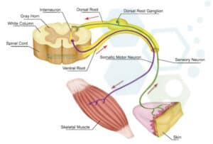 motor nerve distribution