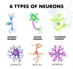 Types-of-Neurons