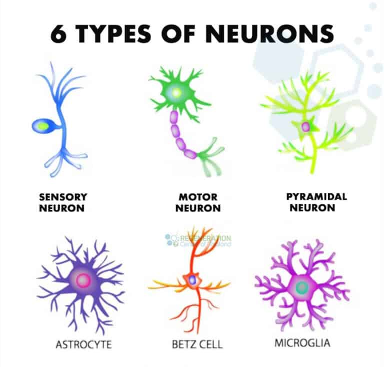 what-is-a-motor-neuron-motor-nerves-innervation