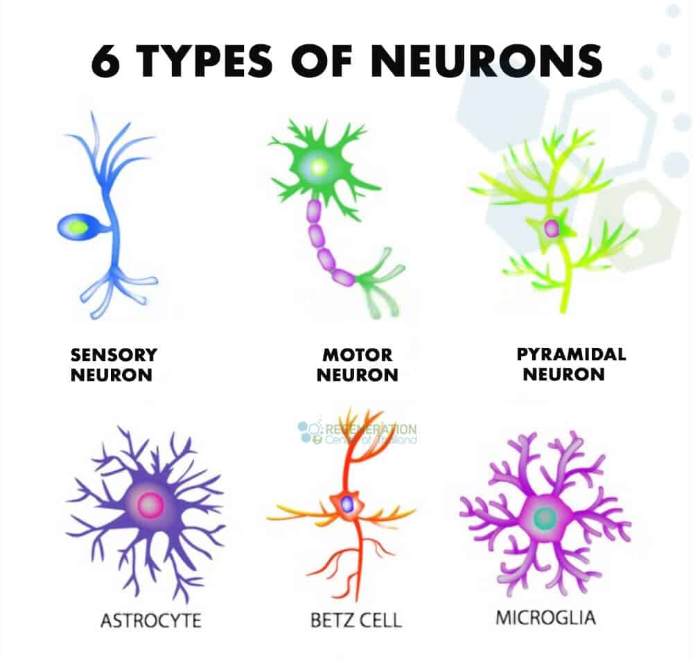 what-is-a-motor-neuron-motor-nerves-innervation