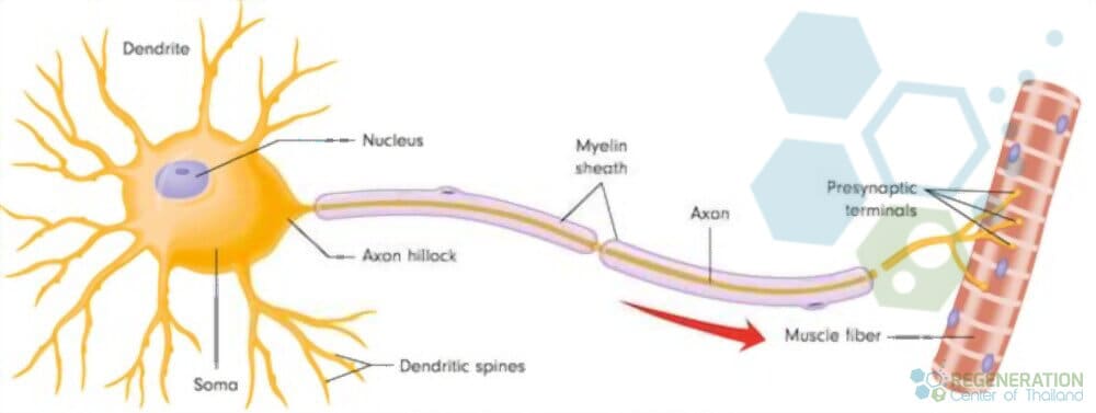 dendrite-neuron-cells